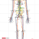 Illustration for article titled A Map of the Human Body